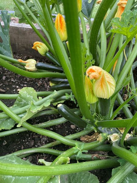cucumbers in giving garden