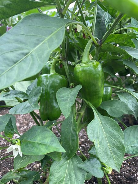 peppers in giving garden