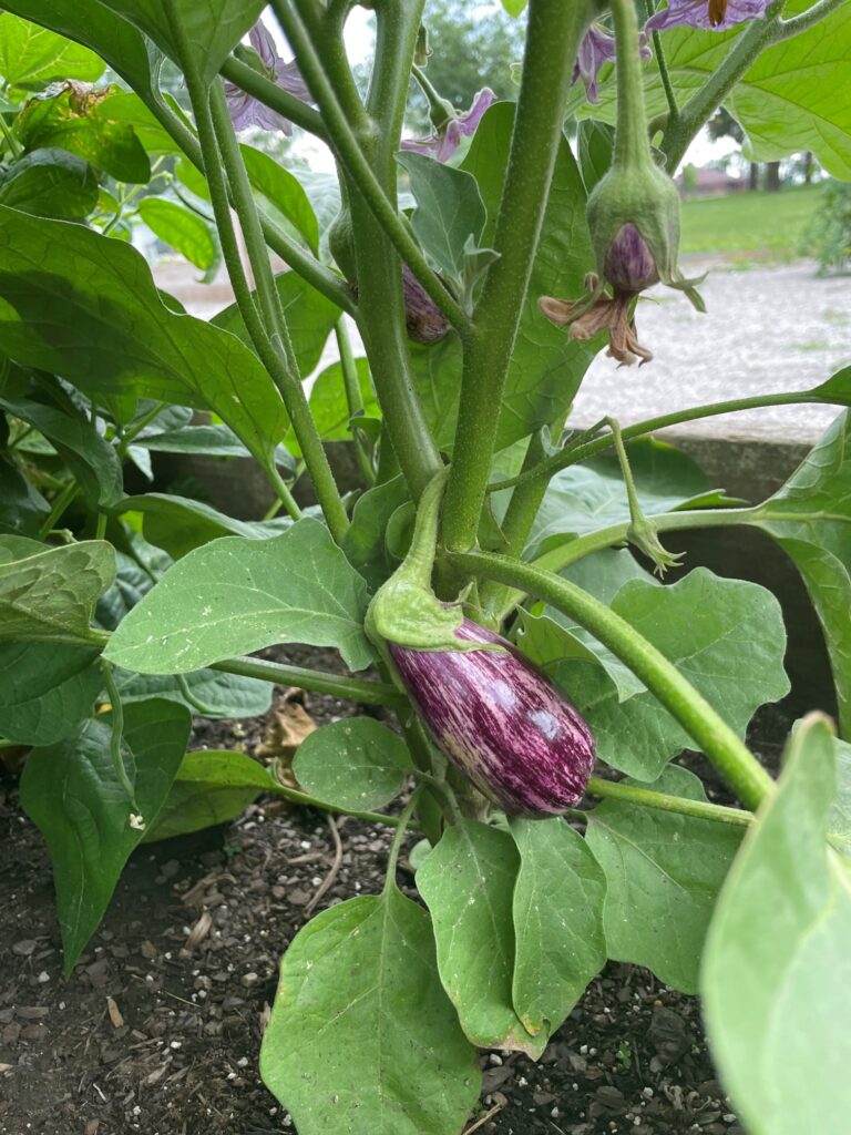 eggplant in giving garden