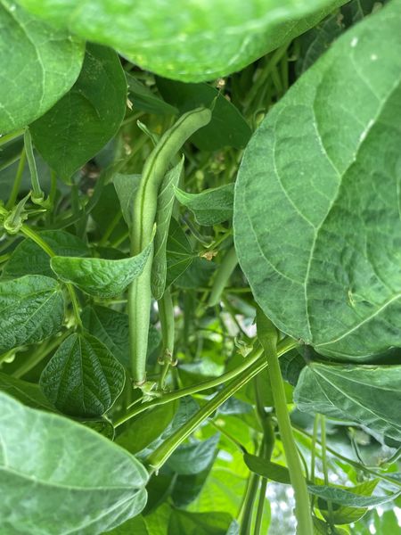 green beans in giving garden