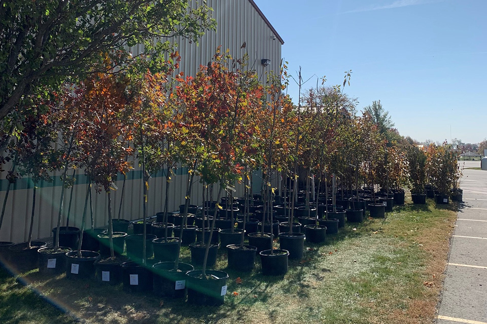 trees for planting