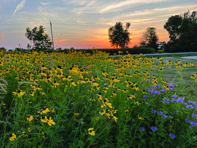 Timeline history - Natural prairie garden in bloom at Ahrens Park